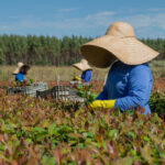 Grupo Eucatex é premiado no World Finance Sustainability Awards, que reconhece empresas que se destacam nas práticas sustentáveis