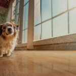 Acqua Resist: conheça a nova tecnologia de resistência à agua dos pisos laminados Eucafloor